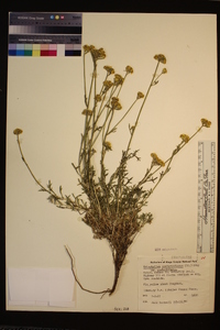 Eriophyllum confertiflorum var. confertiflorum image